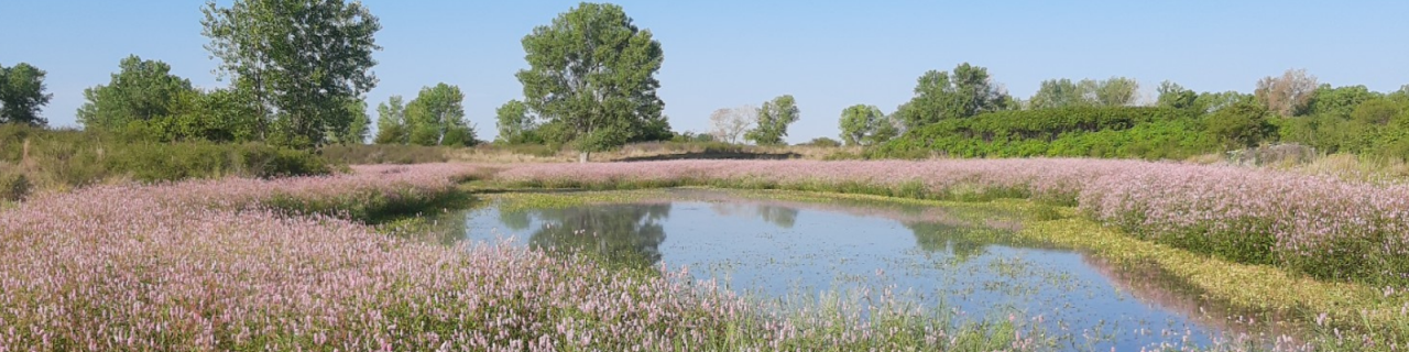 A small pond is surrounded by blooming pink wildflowers and green vegetation with trees in the background.