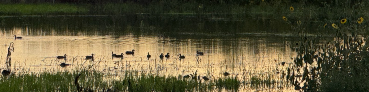 Ducks float on calm water reflecting warm sunset light, with grasses and vegetation along the shoreline.