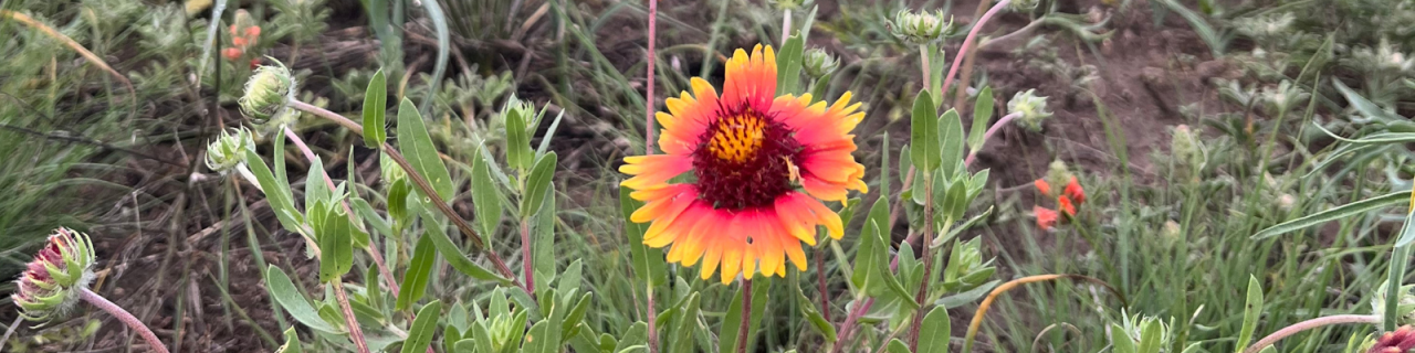 A vibrant red and yellow blanketflower blooms among green leaves and surrounding prairie plants.