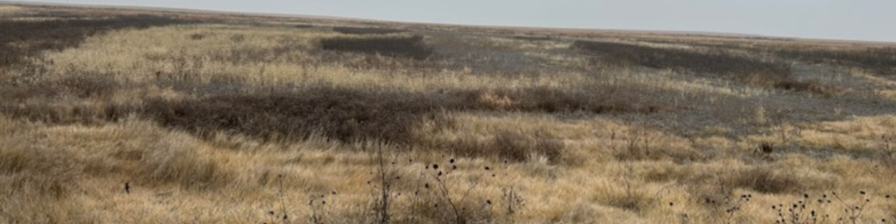 Rolling prairie covered in dry golden grasses stretches across gently undulating terrain under a muted sky.