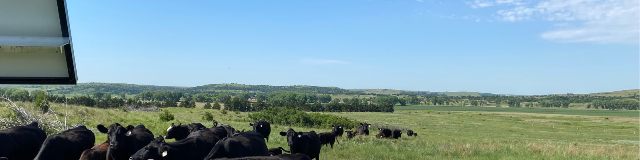 A herd of black cattle gathers in a green pasture with rolling hills, trees, and open countryside in the distance.