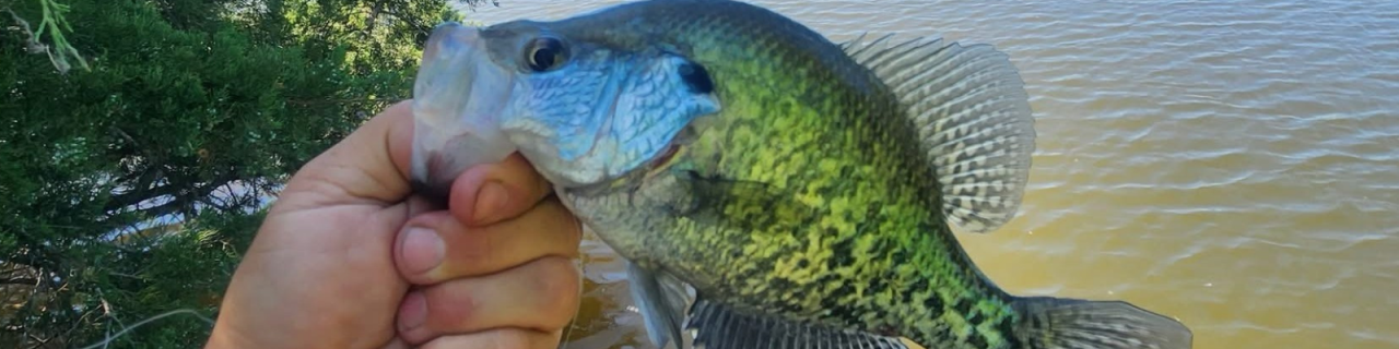 A person holds a crappie fish close to the camera, showing its green and black speckled pattern, with a lake and shoreline trees in the background.