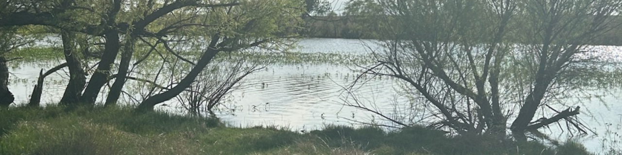 Trees with spreading branches frame the shoreline of a calm lake, with gentle ripples on the water and green vegetation growing along the edge.