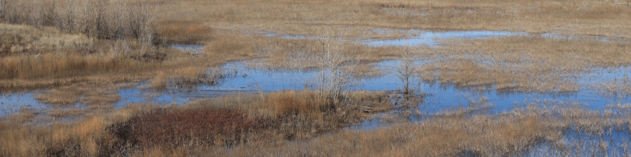 A wetland area with shallow water channels winds through tall grasses and small shrubs, creating a mosaic of blue water and tan vegetation.