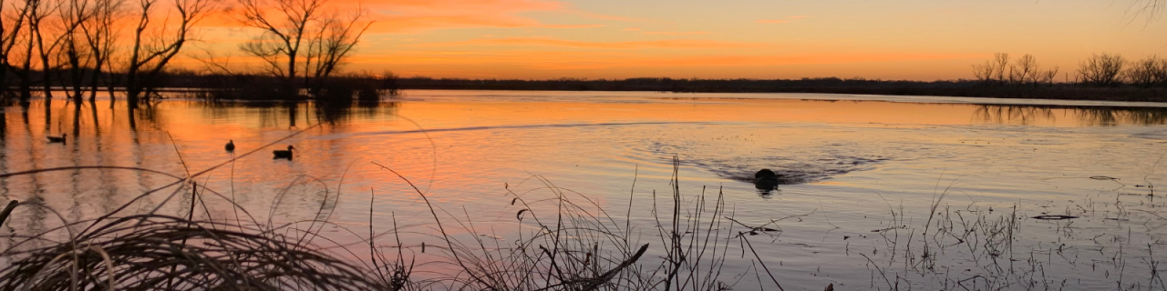 A vibrant sunset reflects across a lake as ducks glide through the water near silhouetted trees and grasses.
