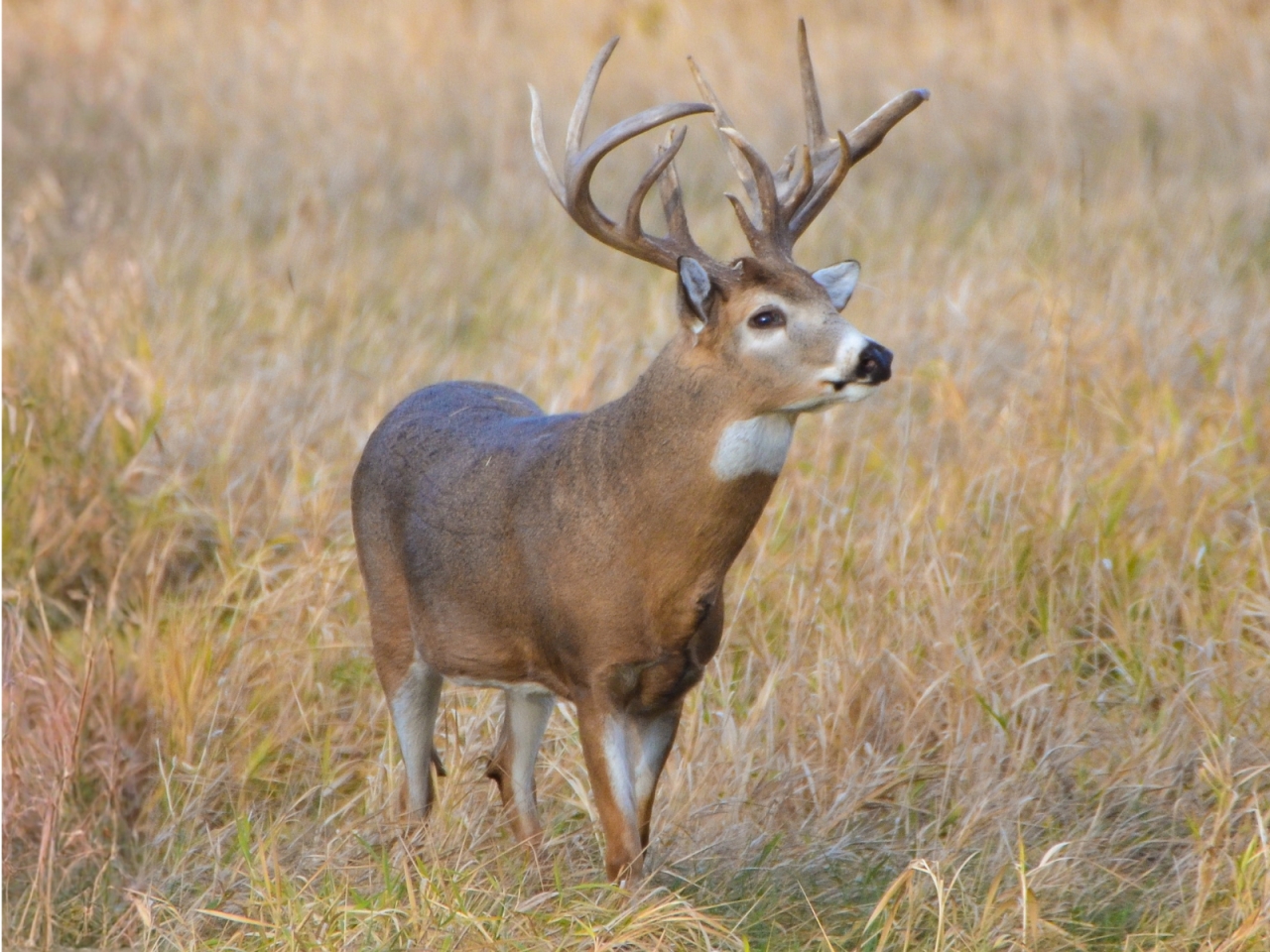 Whitetail Buck