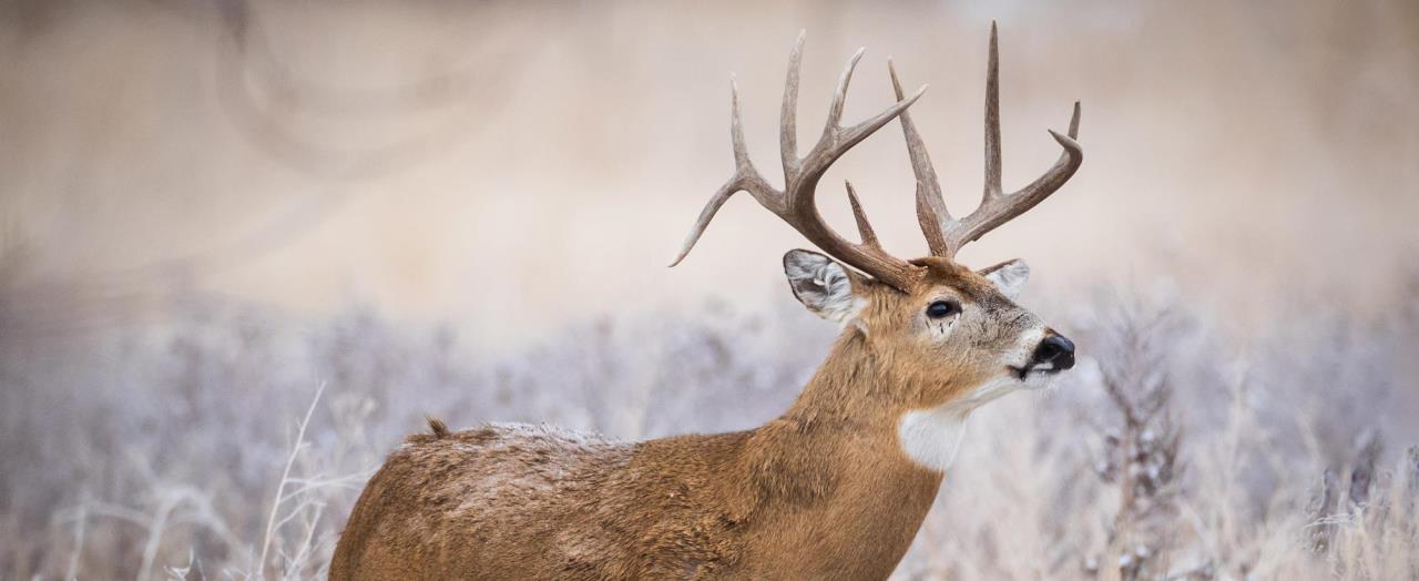 Kansas Whitetail Deer Buck