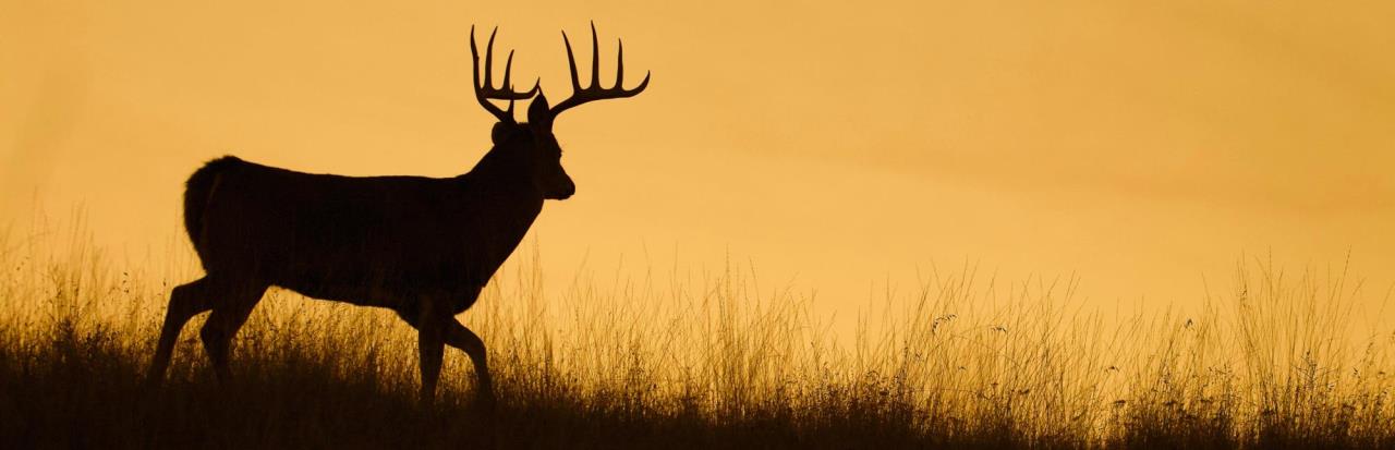 Kansas Whitetail Deer Buck