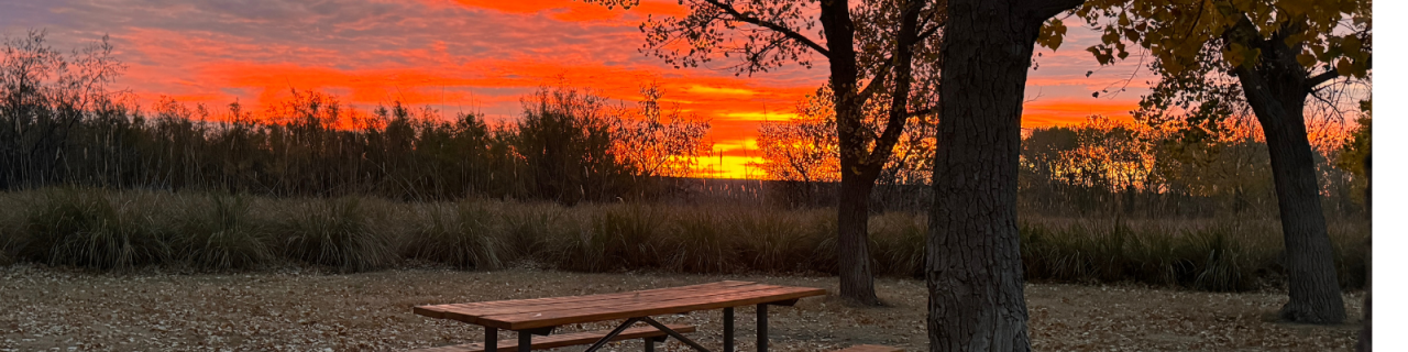 A picnic table sits beneath trees as a vivid orange and red sunset glows across the sky, silhouetting tall grasses and distant trees.