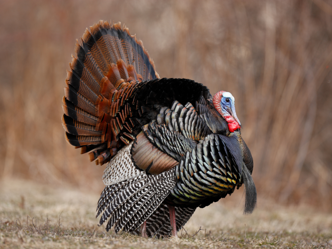 A wild turkey displaying its fan-shaped tail in a natural setting.