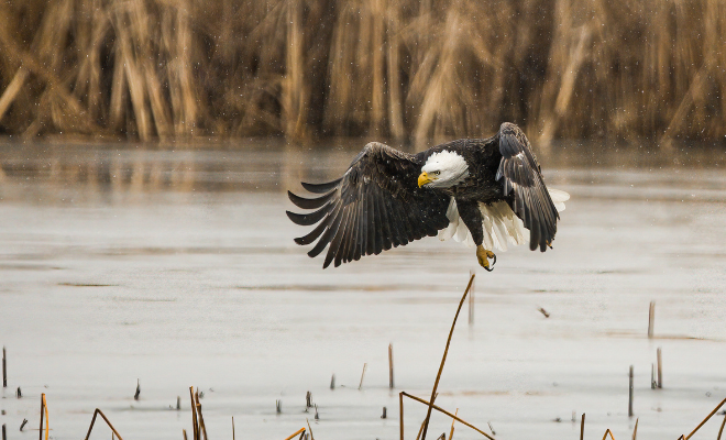 A bald eagle in flight with wings spread wide, its talons extended, over a body of water with reeds in the background.