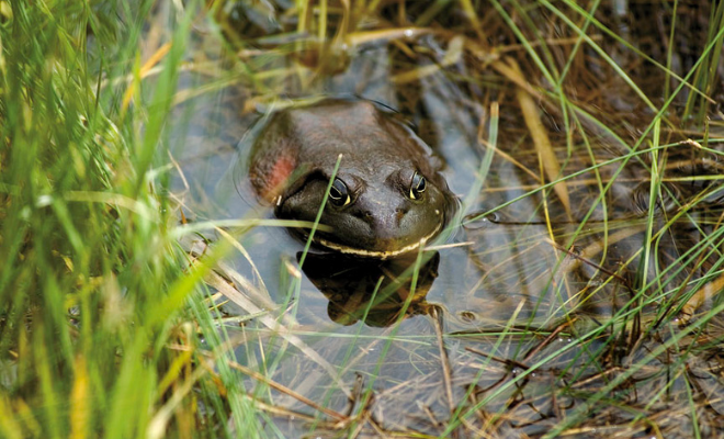 Frog partially submerged in water surrounded by grass.
