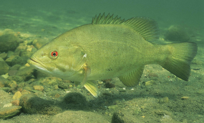 An underwater view of a smallmouth bass with its distinctive red eye, swimming over a rocky, sandy bottom.