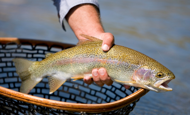 Hand holding a rainbow trout over a fishing net above water.
