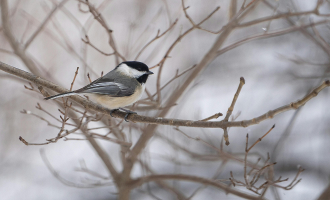 Black-capped chickadee perched on a leafless tree branch in a snowy setting.