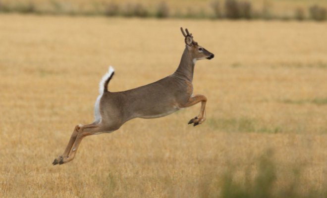 A deer leaping across a golden field with legs extended.