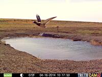 Drake mallard leaving the waterhole