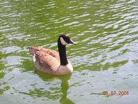 Single Canada Goose