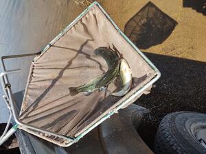 Largemouth bass in a net