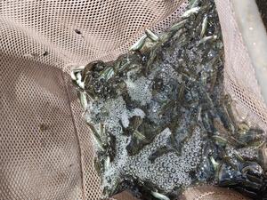 Largemouth bass in a net